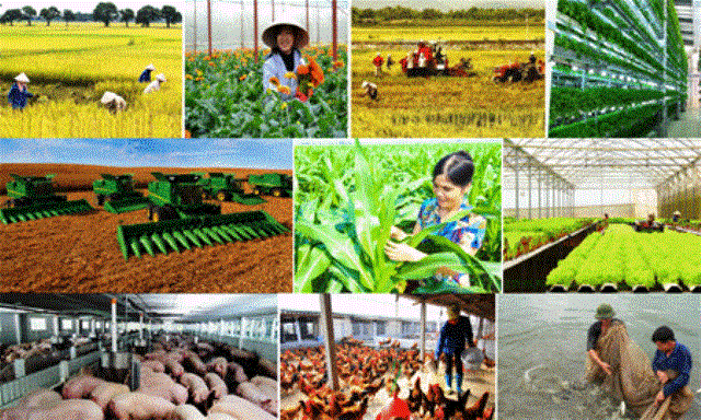 Chính sách mới về hỗ trợ bảo hiểm nông nghiệp 